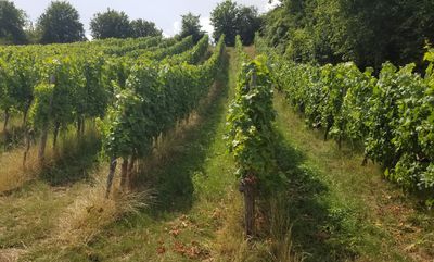 vignes de la Moselle