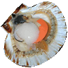 Coquille saint-jacques